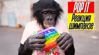 видео: РЕАКЦИЯ ШИМПАНЗЕ НА ПОП ИТ // Омский цирк со львами // Подготовка нашего номера за кулисами картинка: РЕАКЦИЯ ШИМПАНЗЕ НА ПОП ИТ // Омский цирк со львами // Подготовка нашего номера за кулисами