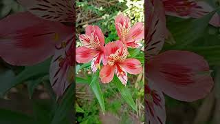 #astromelia #planta #naturaleza