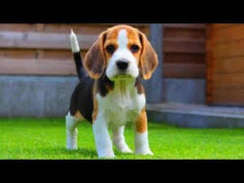 かわいい かわいくて元気なビーグル映像集 犬 Youtube