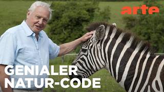 Das Zebra und der Schmetterling | Kurioses aus der Tierwelt