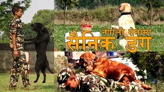 नेपाली सेनामा सैनिक डग (Documentary) - Episode 450