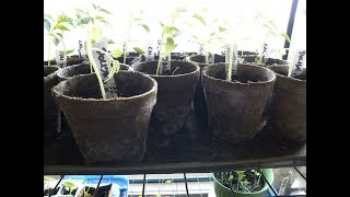 STOP Using Peat Pots to Start Seeds - Here’s Why.