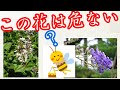 毒にもなるハチミツにご注意　危険な蜜源トップ2