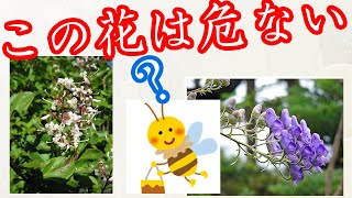 毒にもなるハチミツにご注意　危険な蜜源トップ2