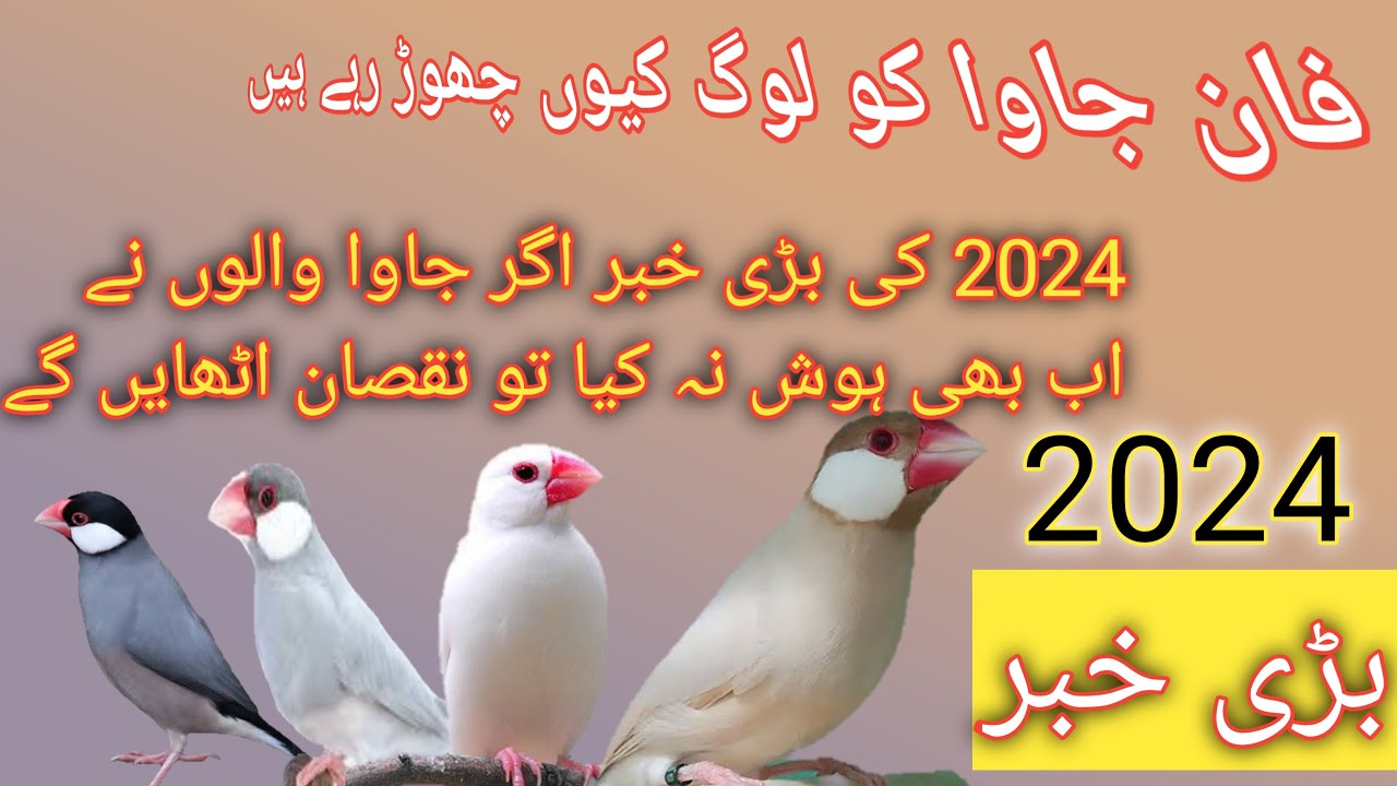 Java finch rates update 2024 | java business features 2024 | Sunday ...