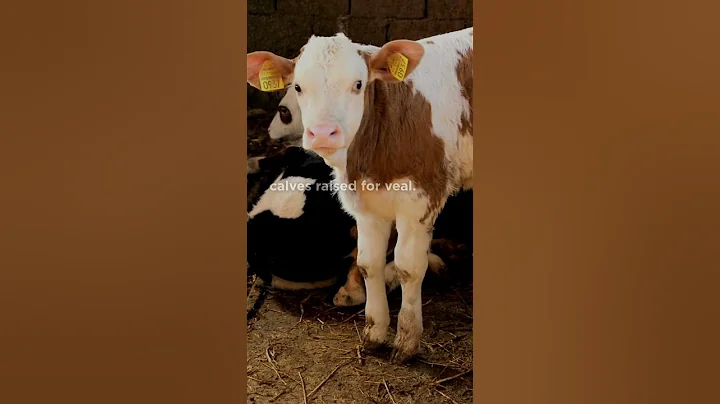 What is Prop 12? 🚨