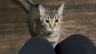 Pov Your Cat Loves You