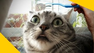 Funny Cat - Funny Cats Compilation 2016 | Cat Fails 2016 | Funny Pets #1