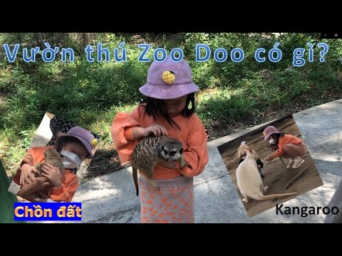 zoodoo da lat 2022 New Đà Lạt - Đi tham quan vườn thú Zoo Doo - P1 Kangaroo, Chồn đất #zoodoo #dalat