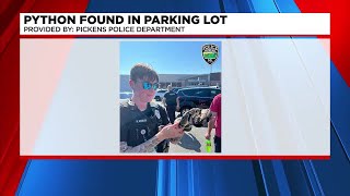 Python found in Pickens Walmart parking lot