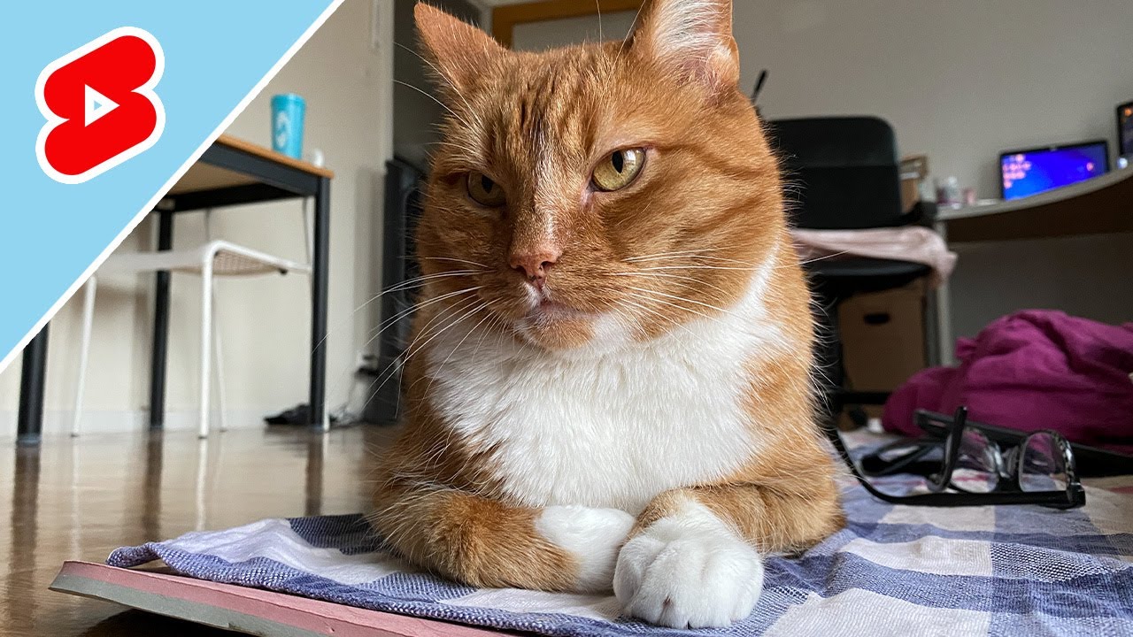 Sleepy cat loaf 🐱🍞 