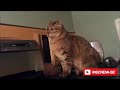 Los gatos mas chistosos de la vida