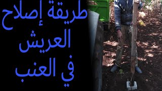 كيف يتم إصلاح العريش في العنب...