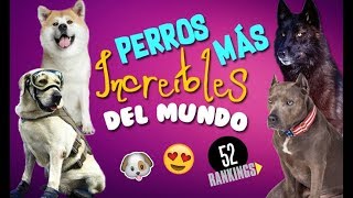 LOS PERROS MÁS INCREÍBLES DEL MUNDO - 52 Rankings