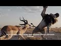 Nature's Revenge: The Impala Strikes Back! #WildlifeRealism #AlAnimation #EpicBattle #naturetwist