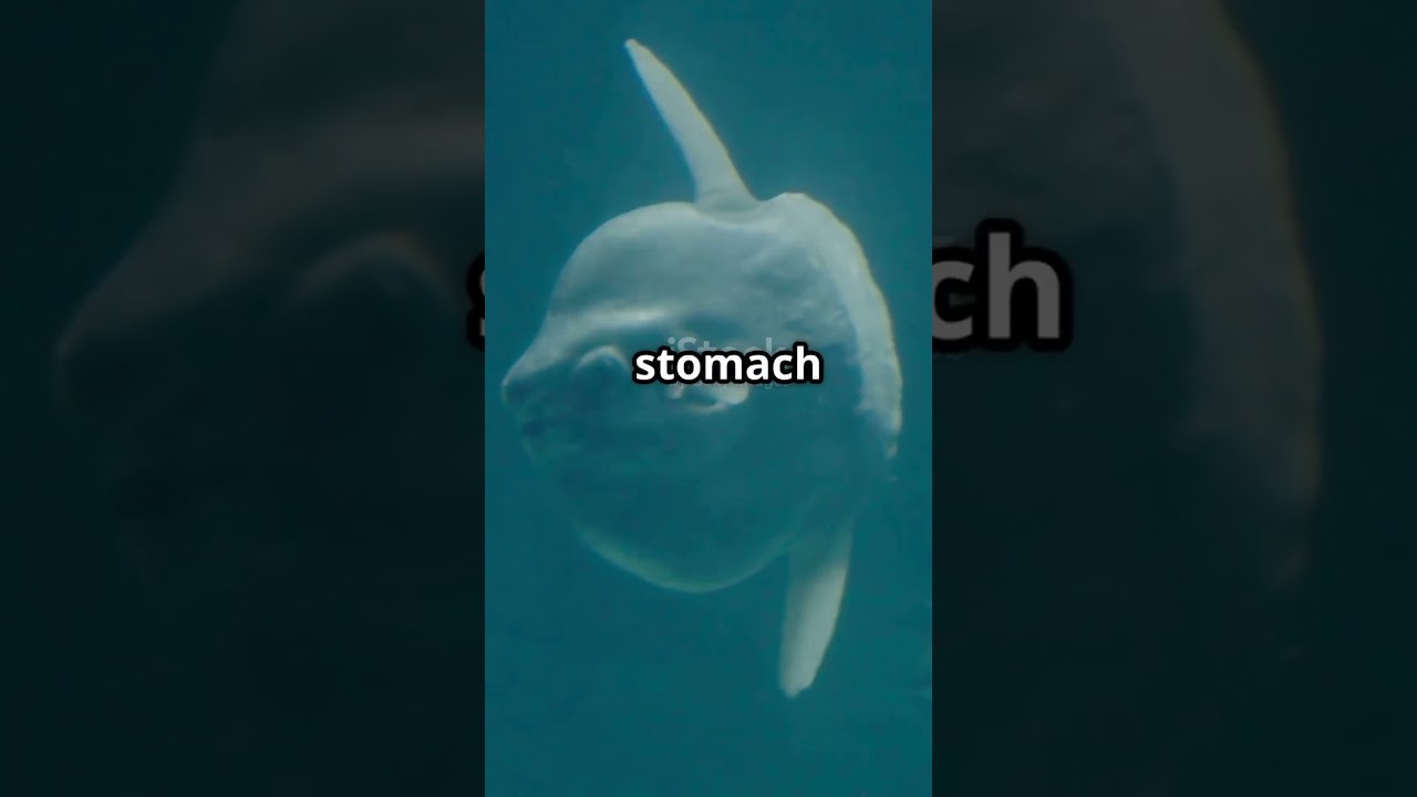 Ocean’s Weirdest Mystery_ Sunfish 