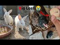 Aseel Murgi k Chick's expire ho gaee | pets vlog