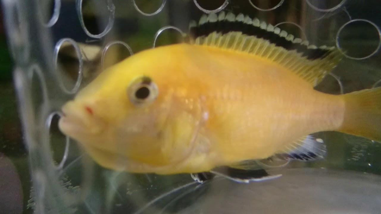 Electric Yellow Cichlids Female with Eggs in her mouth 02