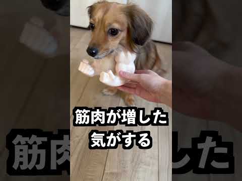 弟に兄がマッチョになってるドッキリ仕掛けてみた！