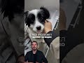 🐶Как Зефирыч стал звездой соцсетей #собаки #история #интересное #милота #животные