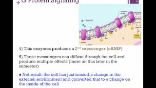 068-G Protein Signaling