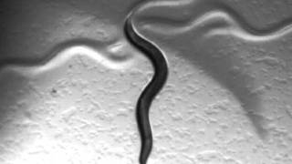 Xu Nat Comm C elegans gentle.wmv