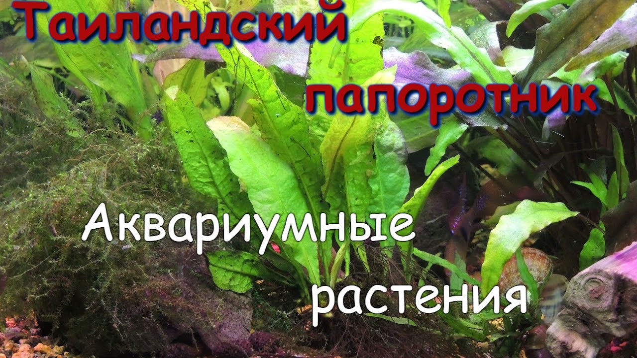 Таиландский папоротник(Microsorium pteropus)