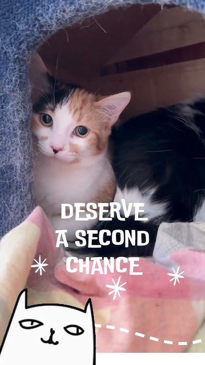 Why Adopt An Adult Cat YouTube why-adopt-an-adult-cat-youtube