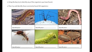 YR7 INTERACTIONS & INTERDEPENDENCE LESSON 3