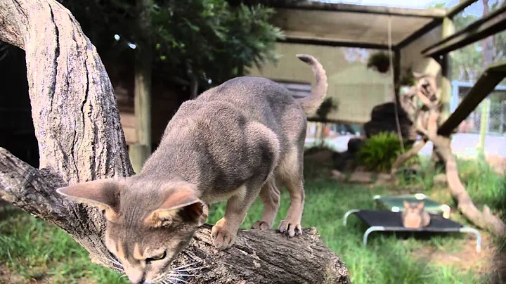 Video 10976311: abyssinian kitten cat, abyssinian cattery