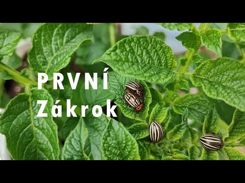 BRAMBORY, Mandelinka bramborová, plíseň postřik #potato