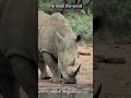 Close Enough to Hear Him Breathe | Real Wildlife Experience 4 | White Rhino |   S01 050