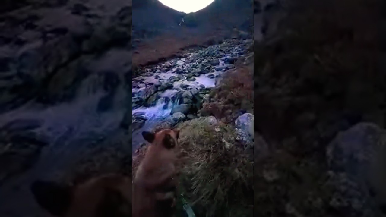 Ireland's Best Kept Secret? (Dog Friendly!) #ireland #irishtourism #nature #belgianmalinois