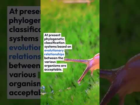 Video: Mikä on filogeneettinen luokitusjärjestelmä?