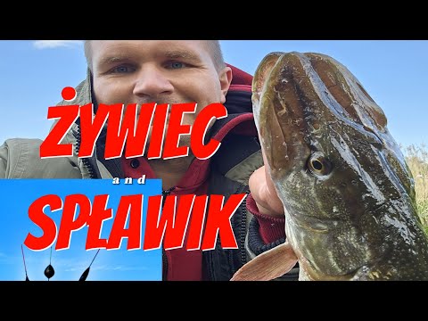Pike on Live Bait (Recorded Bites) Łazienki MMZ
