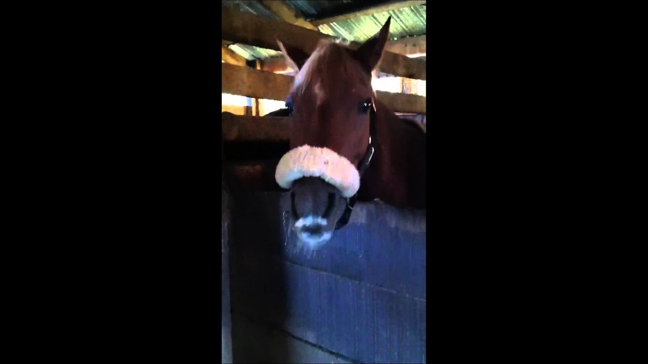 This horse likes to lick YouTube