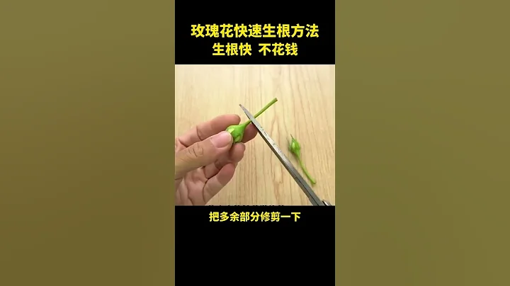 玫瑰花快速生根好￼方法 - 天天要闻