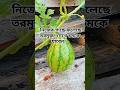 নিজের গাছে তরমুজ ফল! দেখলে অবাক হবেন | Watermelon Farming Shorts