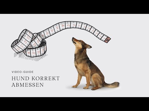 Video: Wie ein Hundehalsband Größe
