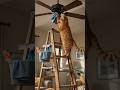 Poor Cat Just Wanted to Clean the Ceiling Fan! 🧼🐱#FunnyCats #CuteAnimals #AnimationShorts #CatVideos