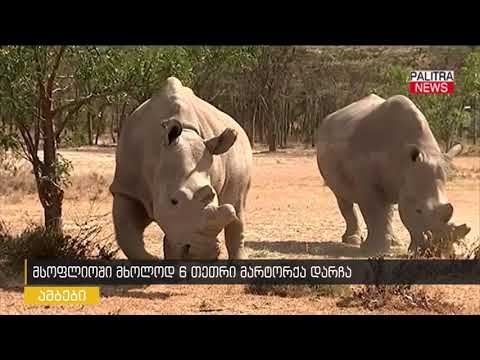 მსოფლიოში მხოლოდ 6 თეთრი მარტორქა დარჩა