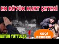 İLK DEFA GÖRDÜK! EN BÜYÜK KURT ÇETESİ~KEÇİ BERBERİ~5 DAKİKADA YUTTULAR