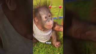 Это Животное Прямо Как Человек! 🐵