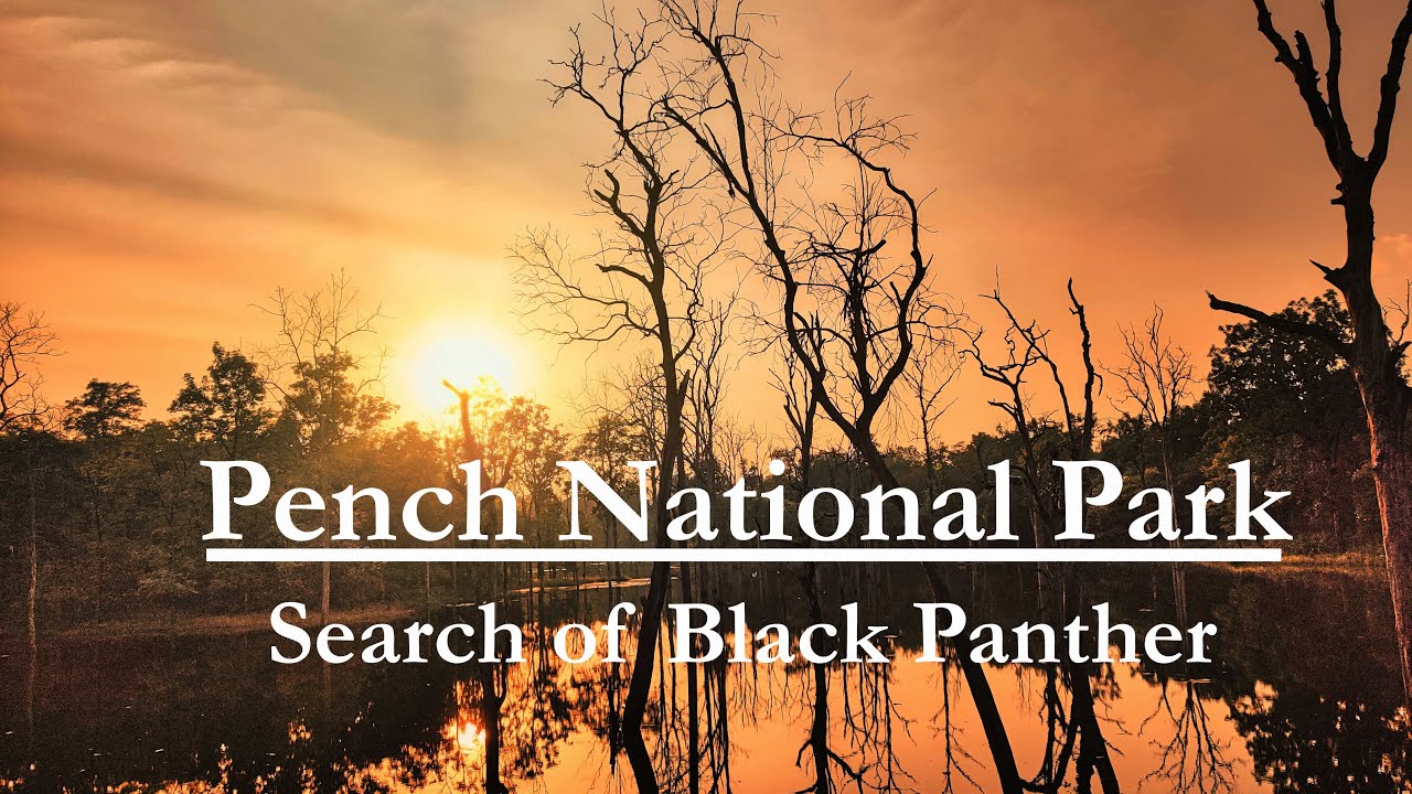 Pench national park in search of black panther in khawasa buffer zone