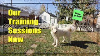 Our Training Sessions Now by All Dogs Are Smart 667 views 3 years ago 5 minutes, 23 seconds
