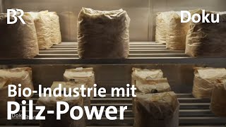 Pilze In Der Bio-Industrie Verpackungen, Baustoffe Und Nahrungsmittel Doku Br Story