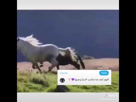 تأملت والدنيا بها العجب والعجب حسين الجسمي