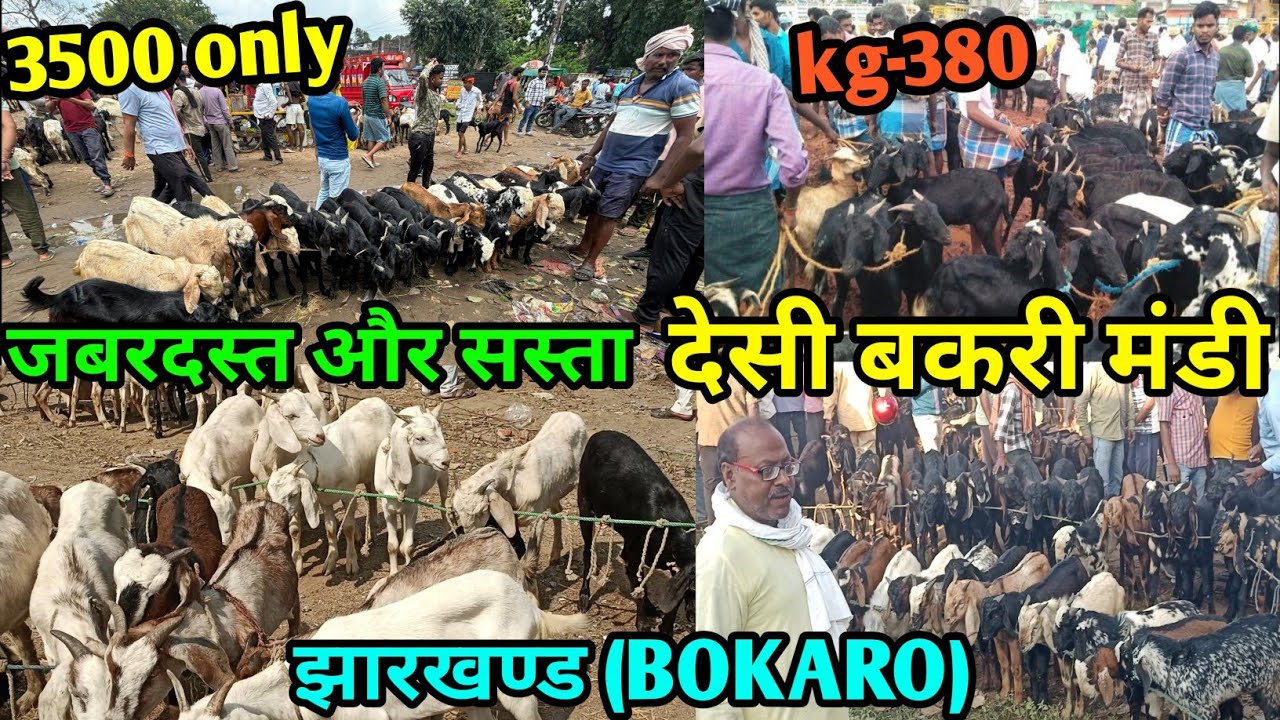 बकरी बाजार बोकारो || Bakari bazar Bokaro BOKARO Bakra market Jharkhand Dundi Bazar Bokar |got market