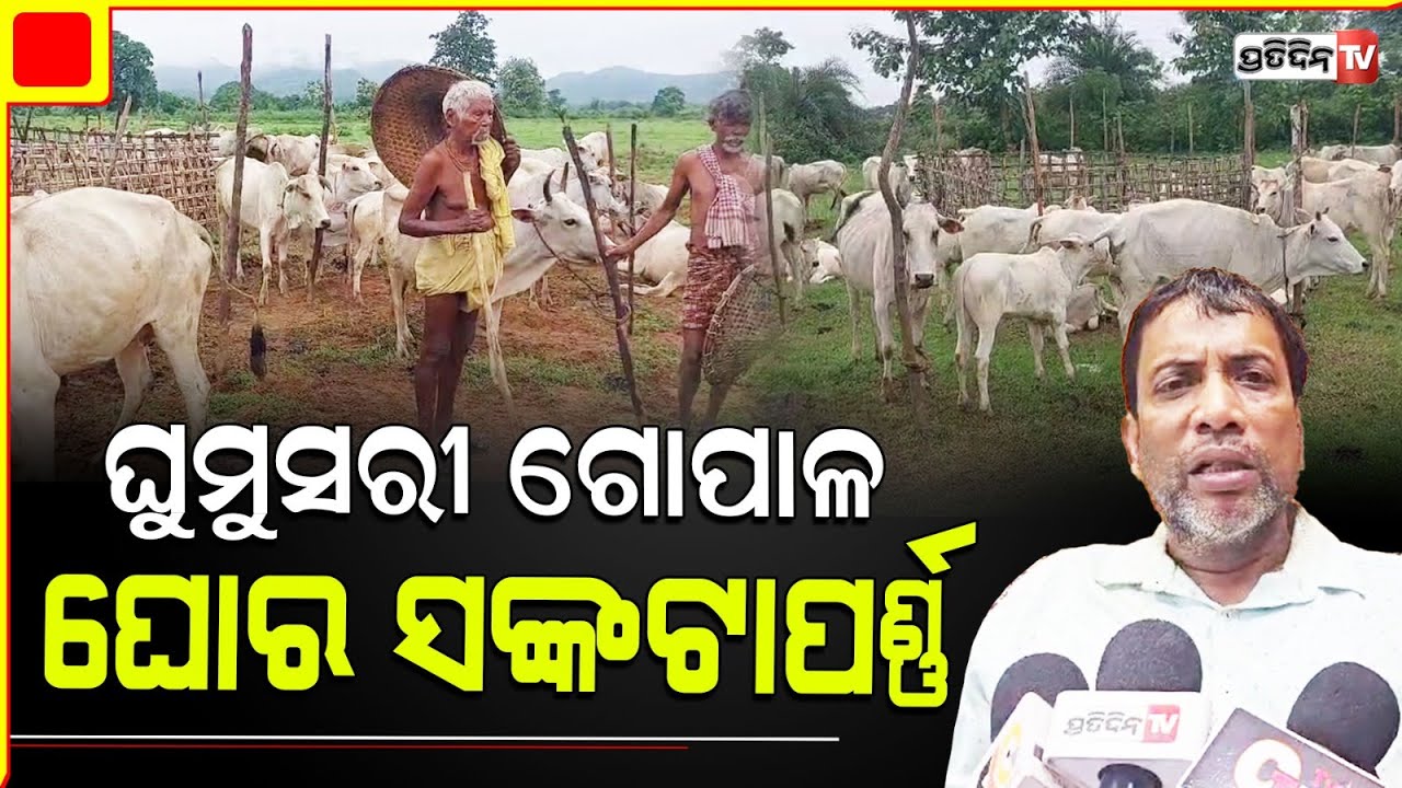 ଗଞ୍ଜାମ ଘୁମୁସରରେ ମହାବଳ ବାଘ ଆତଙ୍କ , ଖାଇଲାଣି ୧୭ ଗାଈ ଭୟରେ ଗୋପାଳକ । Ganjam