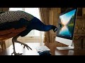 🦚 This September, a New Chapter Begins | LVCN Online Education 🦚